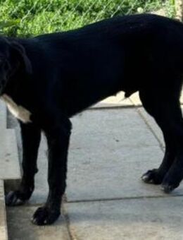 ETON ruhiger Rüde sucht 🥰 - Sindelfingen