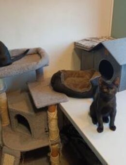 Texas und Arizona - Panther auf Tour - Hochheim (Main)