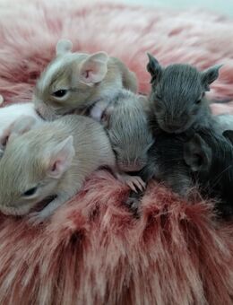 Wunderschöne Degu Kids(m/w) in vielen Farben suchen demnächst ihr First Class Hotel - Hille