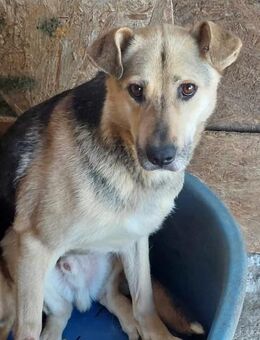 Barney, sucht Menschen mit Erfahrung - Bonndorf (Schwarzwald)
