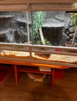 Terrarium mit 2 Kornnattern - Ottrau