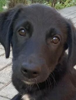 Atlas, liebevoller Mix sucht Familie. - Dittelbrunn