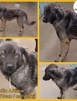 Altima Sarplaninac Mischling Hündin jung - Margetshöchheim