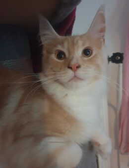 Maine coon Kater - Dortmund