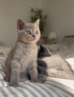 BKH Kitten / Britisch Kurzhaar - Hamburg