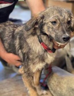 Nala einjährige Schönheit - Overath