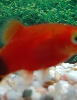Platy Micky-Maus rot - Hohenroth