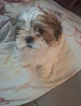 Shih tzu Junge - Mainz