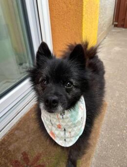 Paco2 SR Kleiner Charmeur - Neustadt (Rübenberge)