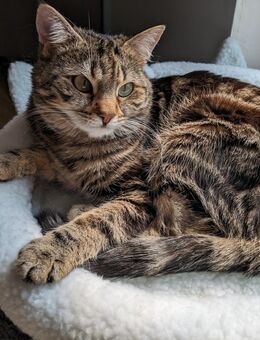 Katze Ariella - München Schwabing-West