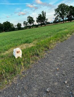 Pomeranian ähnlich Pomchi / Chihuahua/ Pudel / Yorki - Bassum