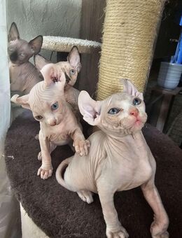 Sphynx Babys - Wetzlar