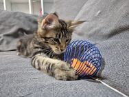 Reinrassiges und liebevolles Maine Coon Kitten sucht seine Familie - Pforzheim
