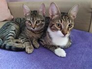 Mitsi und Pebbles aus dem Tierschutz - Grevenbroich