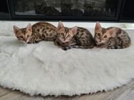 Bengal Kitten - Hamburg