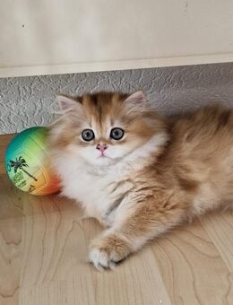 BKH und BLH Kitten Reinrassig mit Stammbaum - Wiesbaden Erbenheim