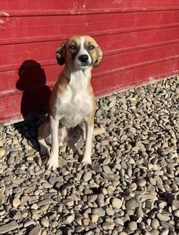 Noe sucht ihr Glück - Celle