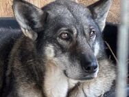 Jordy ist eine treue Seele 🐾 - Elsdorf (Nordrhein-Westfalen)