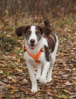 Aufgeweckte Antonina sucht Zuhause - Neuss