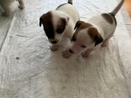 Welpen Jack Russell Terrier reinrassig - Erlangen