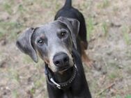 Finn su. liebe u. geduldige Besitzer - Neuhausen (Spree)