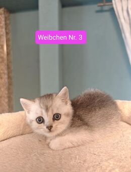 3 zuckersüße BKH Kitten Kätzchen - Welzheim