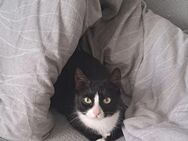 Katzenweibchen Flauschi - Wittenberg (Lutherstadt)