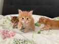 2 liebevolle Kurilian Bobtail Kitten suchen ein ebenso liebevolles Zuhause in 76534
