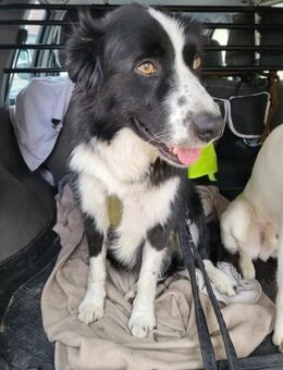 ARKANI - konsequent geführt klappt alles - Overath