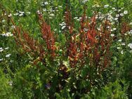 Sauerampfer Samen Wiesen Wildgemüse Vitamin C Ampfer Sauerampfersamen essbar Gartengemüse Nutzpflanze für Garten wildflower und Balkon Geschenk SWR Vatertag - Pfedelbach