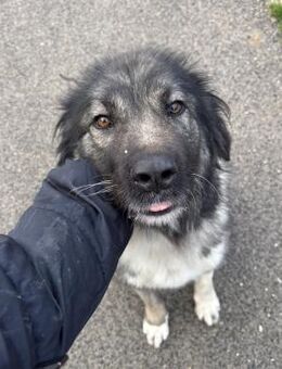 IRINA - HERDENSCHUTZHUND - Nörten-Hardenberg