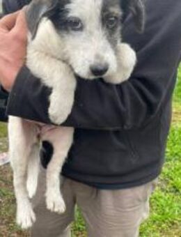 Hundekind POLINA sucht ihre Menschen - München