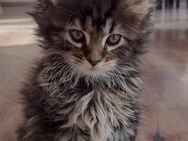 Zuckersüßes Maine coon Mädel - Bächingen (Brenz)