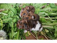 Meerschweinchen Lunkarya Babys - Mosbach