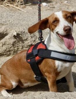 Lola, sehr zutraulich, offen, freundlich - Westerholt