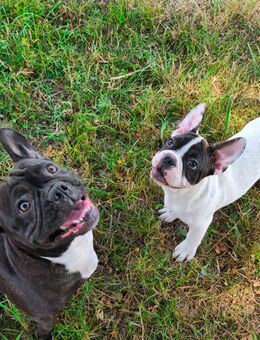 Echte Retro-Bulldogs - Nicht für Jedermann, aber vielleicht für DICH?Französische Bulldoggen wie früher - Der Standard lebt! - Plüderhausen