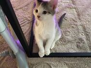 Bkh/ekh kater kitten - Düsseldorf