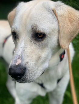 Mia - verschmust und kuschelbedürftig - Heppenheim (Bergstraße)