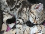Kitten Bkh 3 Mädchen - Kätzchen , 1 Buben-kater - Moers
