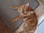 Main-coon Hauskatze - Essing