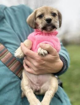 255615 - wenn ich erst mal groß bin... - Overath