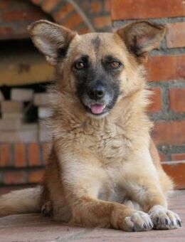 Flurina treue Begleiterin - Kallmünz