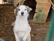 Maia; sucht Ruhe und Sicherheit - Geilenkirchen