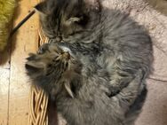 Britisch-Langhaar Kitten abzugeben - Bad Kreuznach