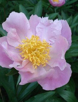 Pfingstrose (Paeonia) - Soest