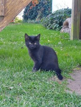 Süße Kätzchen/Katzen abzugeben - Rottenburg (Laaber)
