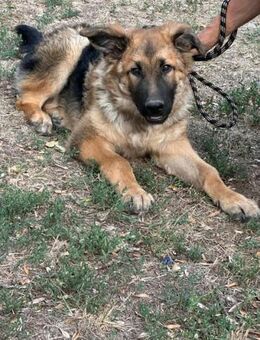 Hector sucht nach einen Menschen - Nordwalde