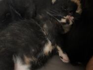 3 Baby Katzen zu Verkaufen - Büdelsdorf