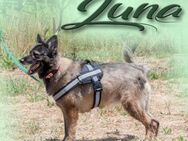 Luna sucht ein schoenes Zuhause - Brunstorf