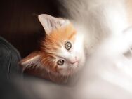 Maine Coon Kitten XXL reinrassig - Nordheim